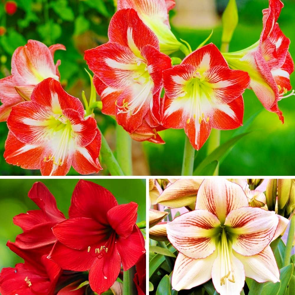 Mixed Amaryllis Hippeastrum – Colorful Garden Flower Seeds