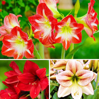 Mixed Amaryllis Hippeastrum – Colorful Garden Flower Seeds