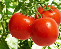 Skorpion Tomato – Heirloom Vegetable Garden Seeds