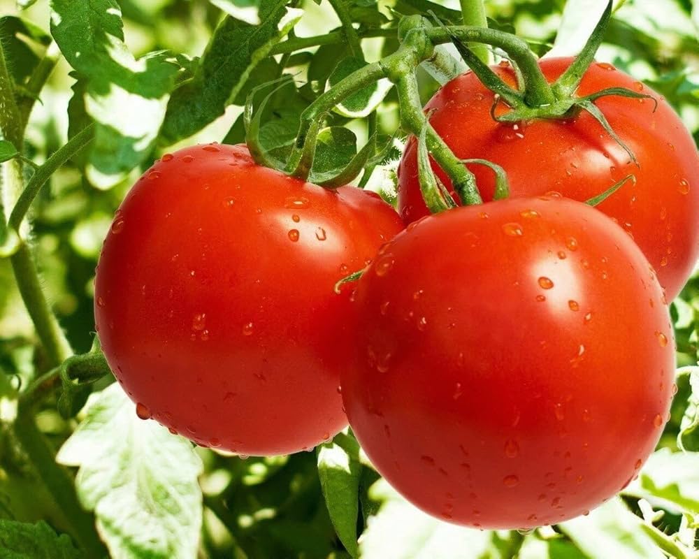 King Kong Tomato – Heirloom Vegetable Garden Seeds