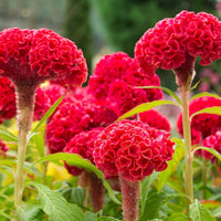Cockscomb flowering plant with colorful fan-shaped blooms in an ornamental garden