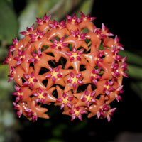 Mixed Hoya (Hoya spp.) Bloom Seeds for Planting – Heirloom, Non-GMO, Tropical Climbing Variety, Easy to Grow