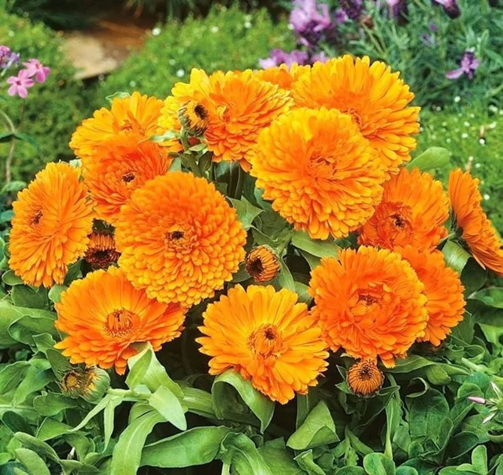 Bright orange Calendula officinalis flowers growing in a garden setting