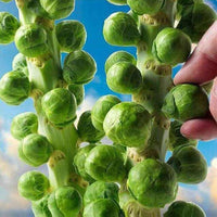 Brussels Cabbage – Hardy Vegetable Seeds