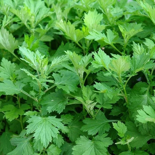 Artemisia vulgaris Common Mugwort garden seeds for planting and cultivation