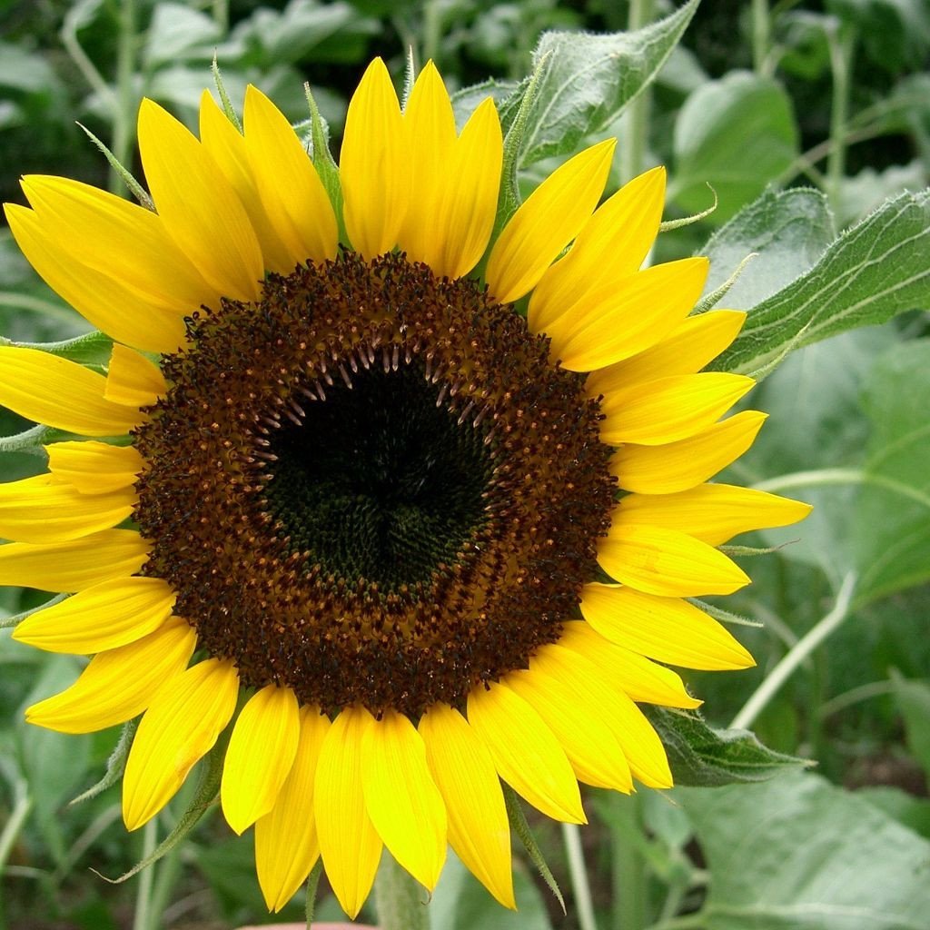 Hopi Black Dye Sunflower with yellow petals and a dark central flower head