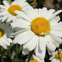 Alaska Shasta Daisy Leucanthemum – Perennial Garden Flower Seeds