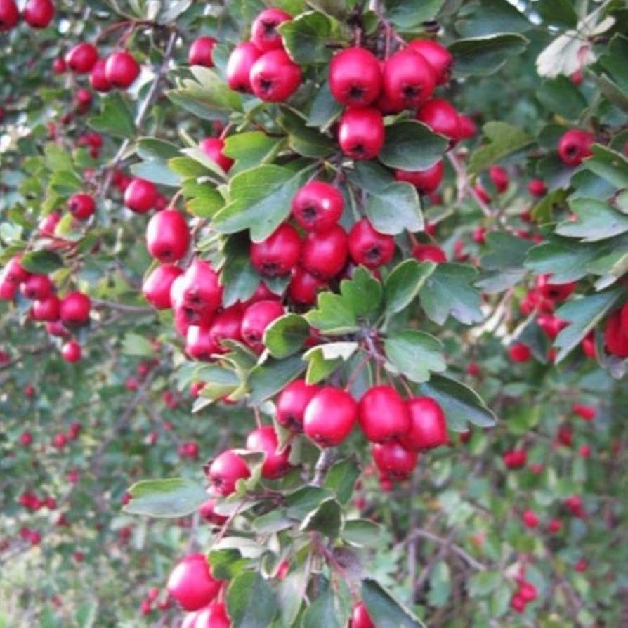 Wild Hawthorn Crataegus monogyna tree with clusters of white spring flowers, deeply lobed green leaves, and mature red haws