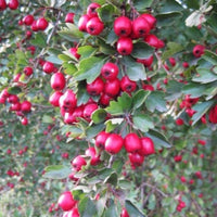 Wild Hawthorn Crataegus monogyna tree with clusters of white spring flowers, deeply lobed green leaves, and mature red haws