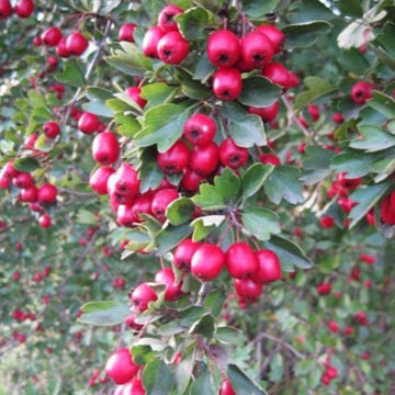 Wild Hawthorn Crataegus monogyna tree with clusters of white spring flowers, deeply lobed green leaves, and mature red haws
