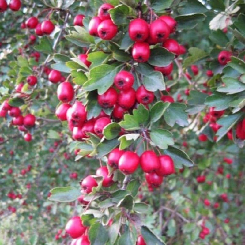 Wild Hawthorn Crataegus monogyna tree with clusters of white spring flowers, deeply lobed green leaves, and mature red haws