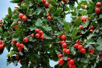 Hawthorn Crataegus Pinnatifida – Chinese Hawthorn Tree Seeds