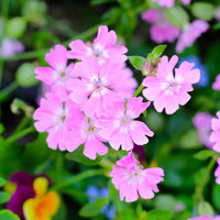 Nodding Catchfly – Hardy Wildflower Garden Seeds