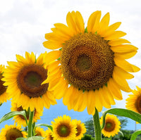 Yellow Sunflower Mammoth – Large Flower Garden Seeds