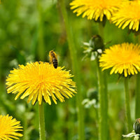 Dandelion Taraxacum Officinale – Yellow Herb Seeds