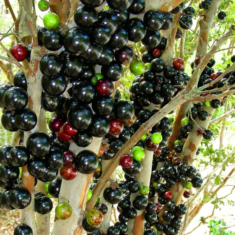 Jaboticaba (Plinia cauliflora) Seeds for Planting – Heirloom, Non-GMO, Easy to Grow, Evergreen Fruit Tree