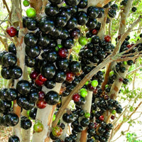 Jaboticaba (Plinia cauliflora) Seeds for Planting – Heirloom, Non-GMO, Easy to Grow, Indoor/Outdoor Variety