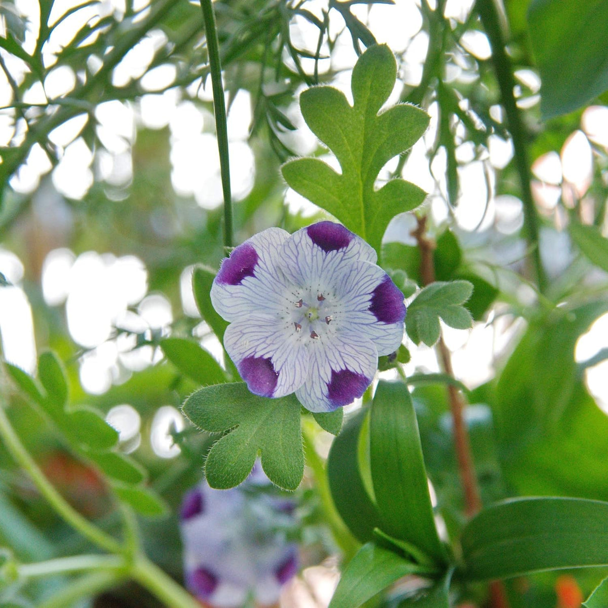 Five Spot – Colorful Wildflower Garden Seeds
