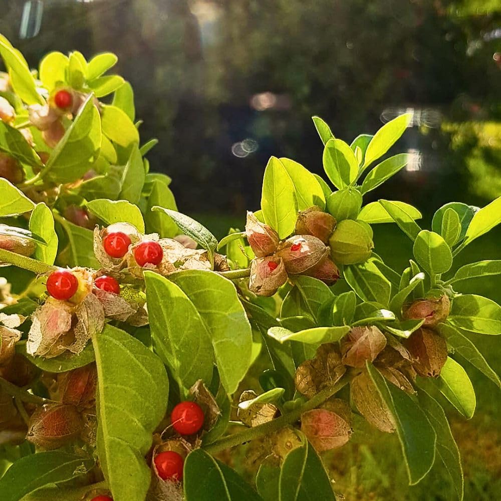Vedic Ashwagandha Withania somnifera Seeds for Herb Gardening, Home Gardens and Traditional Botanical Collections