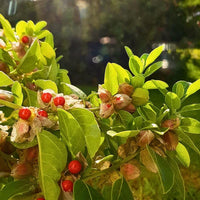 Vedic Ashwagandha Withania somnifera Seeds for Herb Gardening, Home Gardens and Traditional Botanical Collections