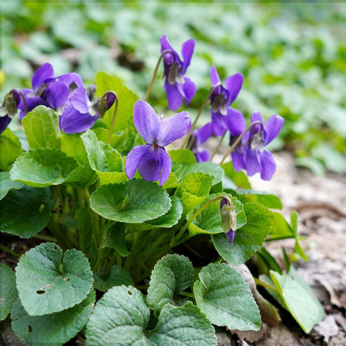 Viola tricolor Heartsease Violet flowering plant with delicate purple, yellow, and cream-colored blossoms and fresh green foliage