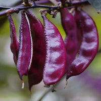 Purple Hyacinth Bean – Garden Vegetable Seeds