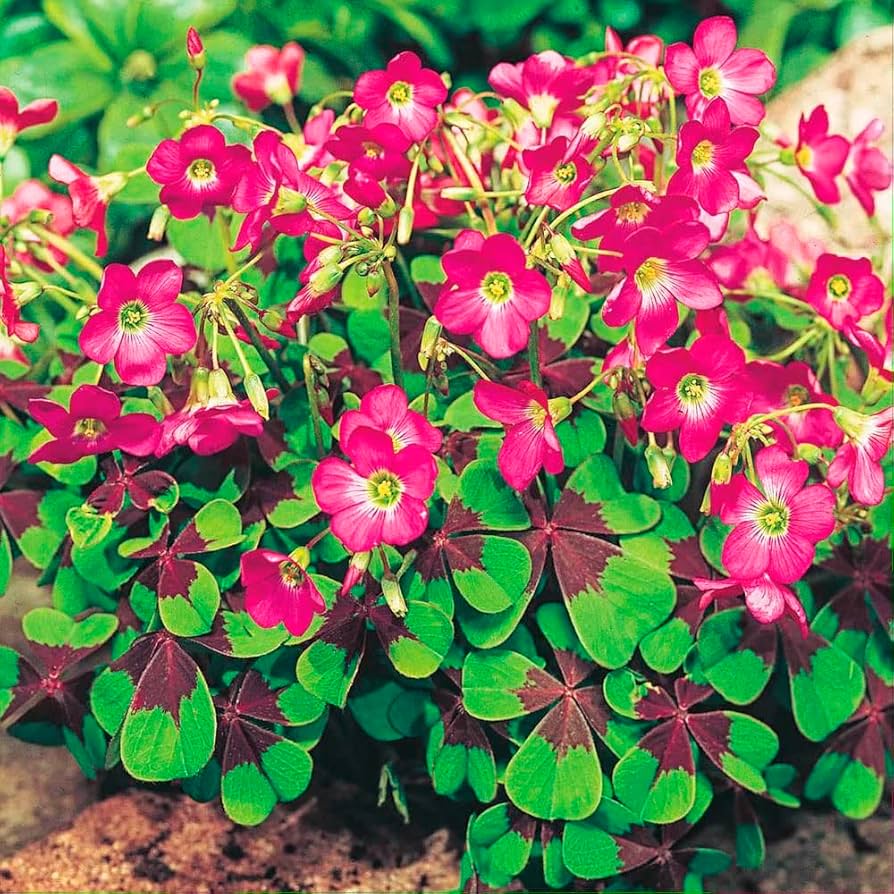 Four Leaf Clover (Oxalis Deppei) Seeds for Planting – Heirloom, Non-GMO, Easy to Grow, Perennial, Ground Cover
