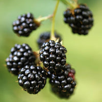 Chester Blackberry Blackberry Plugs – Garden Fruit Seeds