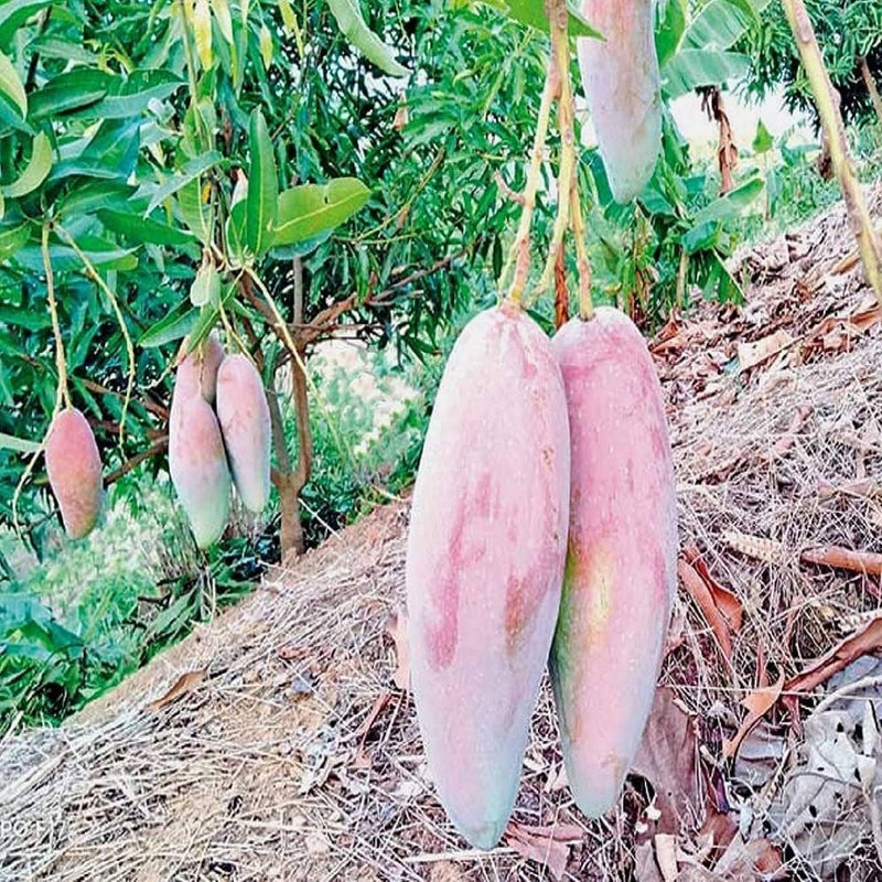 Graftedd Mangifera Indica Red Invory Fruit Tree – Hardy Fruit Tree Seeds