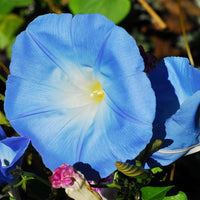 Kikyo Sky Blue – Garden Flower Seeds