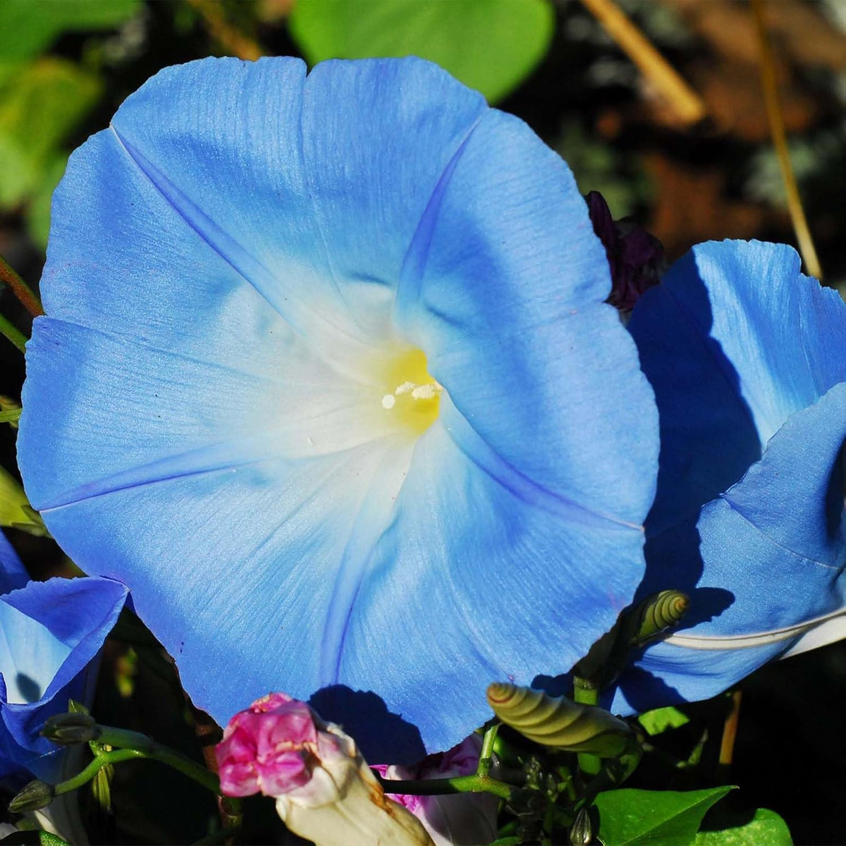 The Blue Of – Garden Flower Seeds