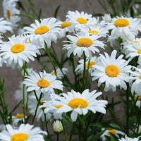 Oxeye Daisy Chrysanthemum leucanthemum flower seeds for garden planting