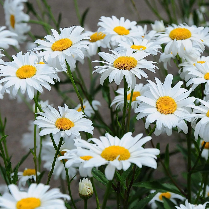 Oxeye Daisy Chrysanthemum leucanthemum flower seeds for garden planting