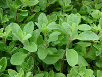Sweet Marjoram Origanum Majorana – Herb Seeds for Planting