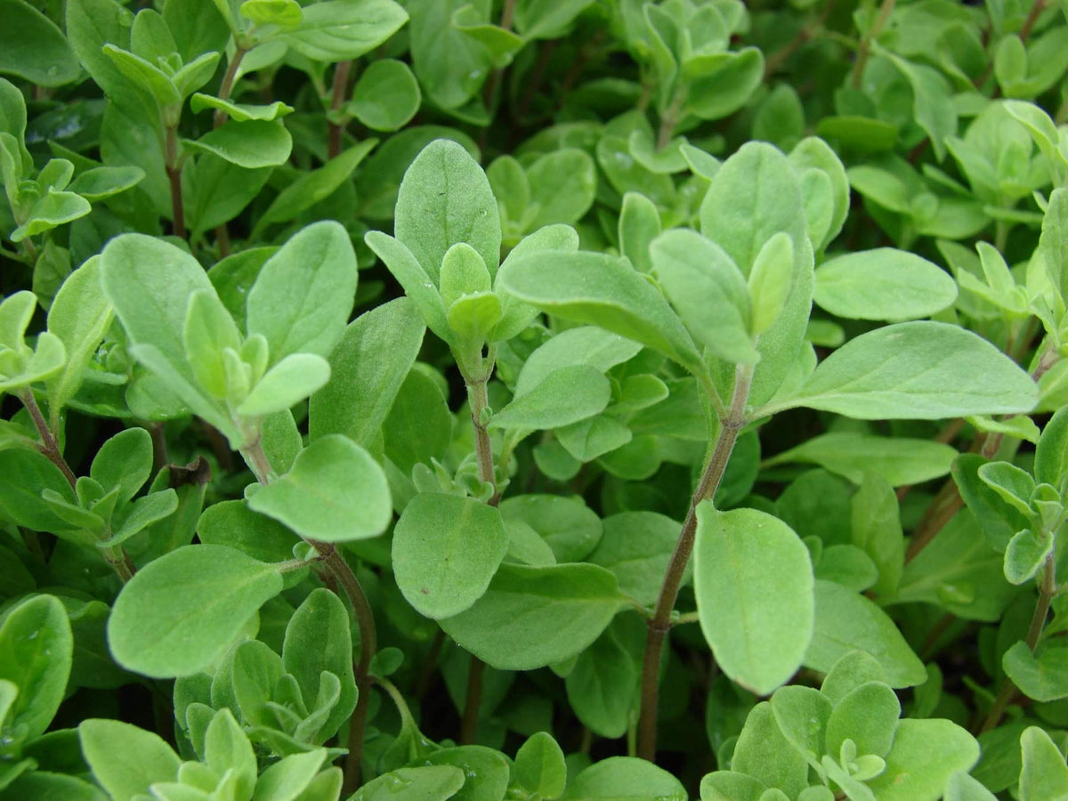 Sweet Marjoram Origanum Majorana – Herb Seeds for Planting