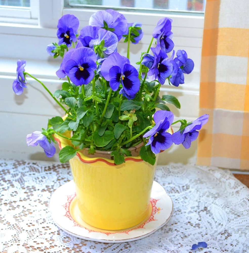 Pansy Flower seeds for Planting - Colorful Display, Heirloom & GMO Free Seeds for Home Garden