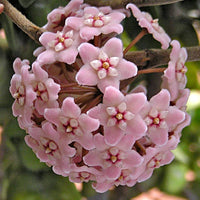 Hoya Carnosa ‘Compacta’ Flowering Plant Seeds – Twisted Foliage, Vining Houseplant Variety