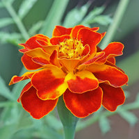 French Marigold Double – Garden Flower Seeds