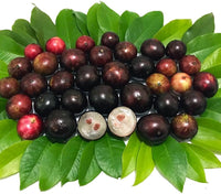Jaboticaba Tree (Plinia cauliflora) Seeds for Planting – Heirloom, Non-GMO, Tropical Variety, Easy to Grow, Suitable for Containers
