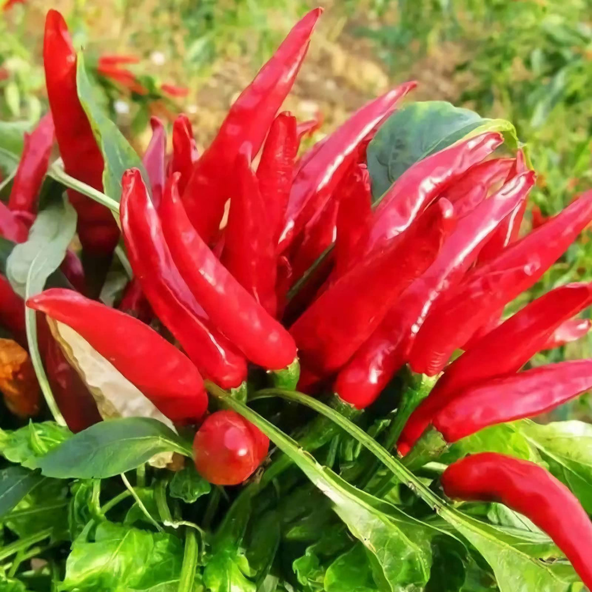 Capsicum frutescens pepper plant with green foliage and developing peppers growing in a garden.