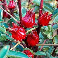 Roselle Flower Seeds – Hibiscus sabdariffa for Home Garden Growing