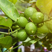 Lime Tree (Citrus aurantiifolia) Seeds for Planting – Heirloom, Non-GMO, Easy to Grow, Perennial Citrus Variety