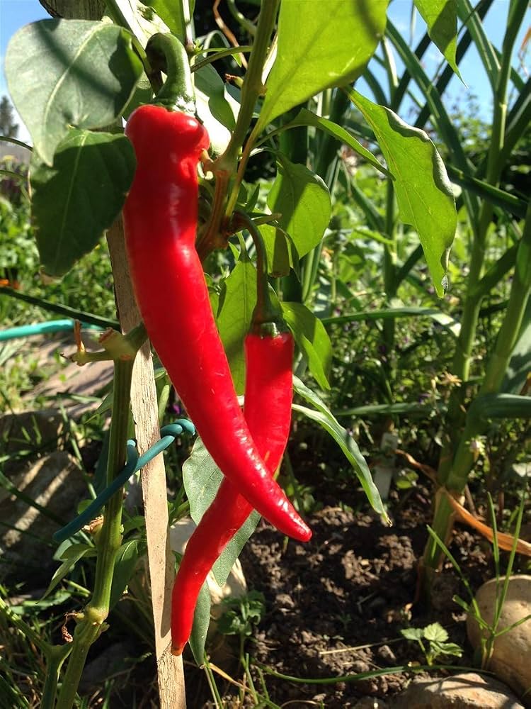 Capsicum frutescens Seeds – Yunnan Cayenne Pepper Plant Seeds