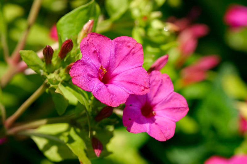 Four O'Clock Marvel of Peru (Mirabilis jalapa) ornamental flowering plant with bushy green foliage and colorful trumpet-shaped blossoms in pink, yellow, red, and white, blooming in a sunny garden during late afternoon.