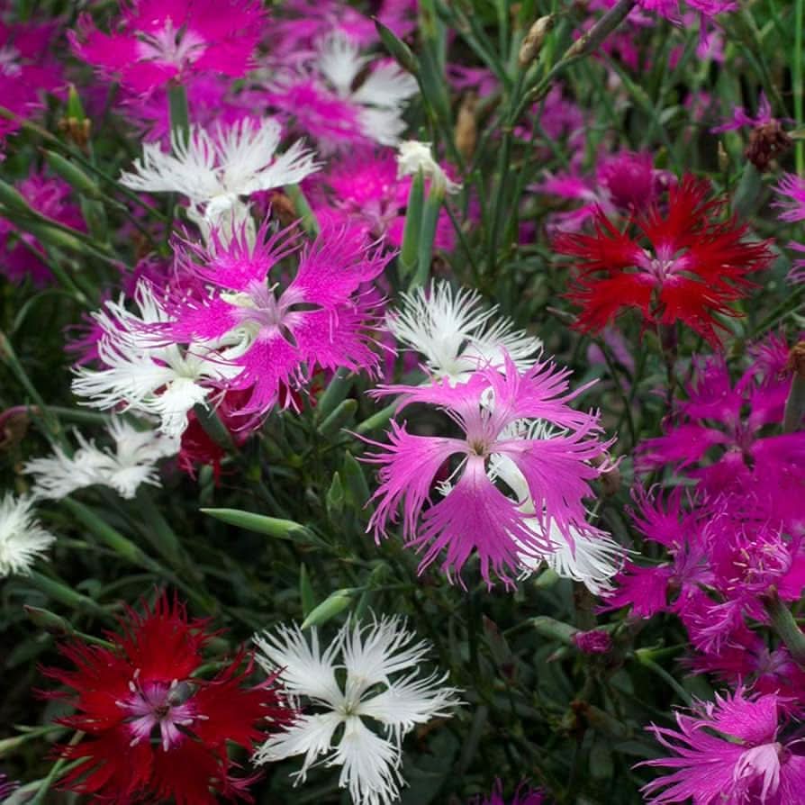 Dianthus superbus Fringed Pink flowers showing delicate, deeply fringed petals