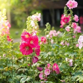 Pastel Hollyhock, Alcea rosea Seeds for Cottage Garden Planting