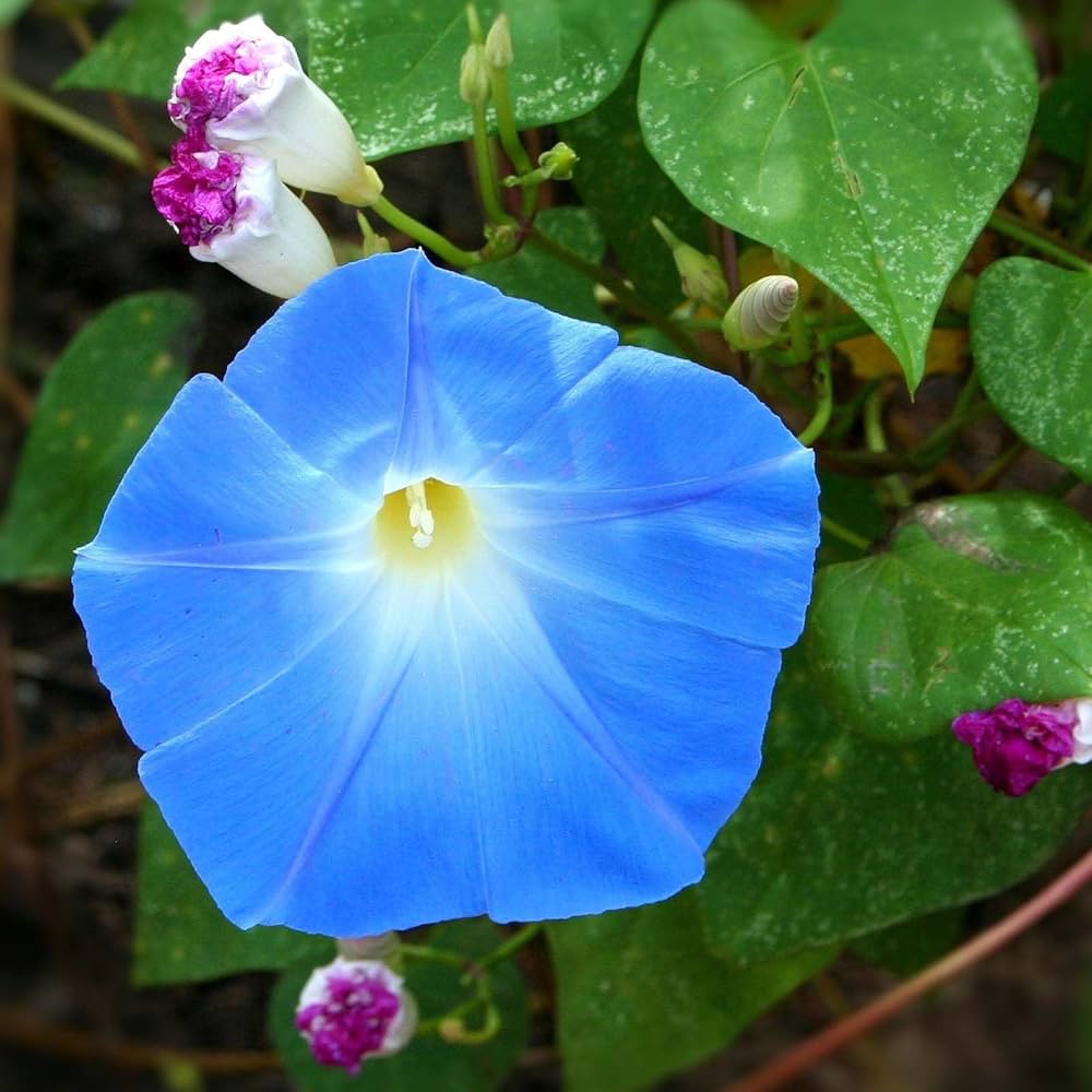 Bluedazzle Youjiro Japanese – Garden Flower Seeds