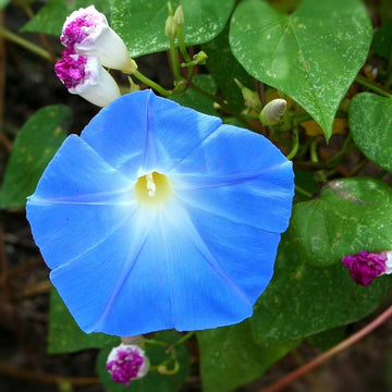 Bluedazzle Youjiro Japanese – Garden Flower Seeds