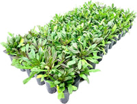 Ajuga Reptans ‘Chocolate Chip’ Ground Cover Seeds for Planting – Heirloom, Non-GMO, Low Maintenance, Perennial, Lawn Alternative
