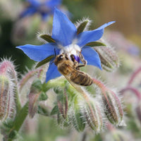 Borage Borago officinalis seeds for home gardening and herb planting
